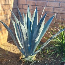 Agave Plant 