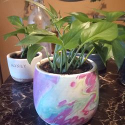 Pothos Vine Plant In Colorful Pot 