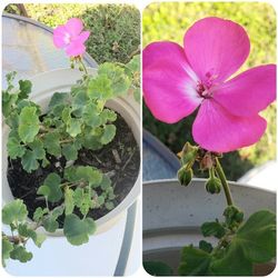 BLOOMING GERANIUM IN A POT