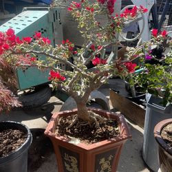 Bonsai Bougainvillea Flower 