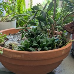 A plant bowl