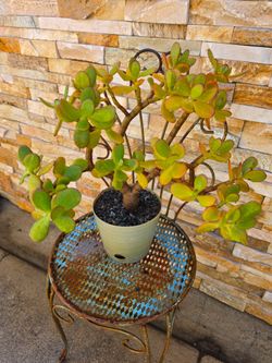 Plant