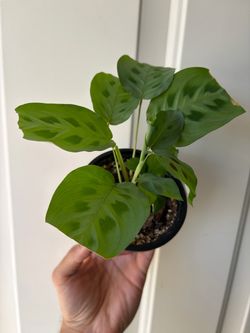 Prayer Plant 🙏 🌱