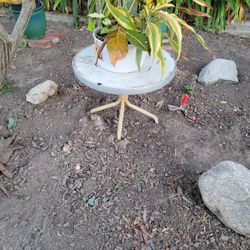 Table , Rocks, and Plant