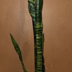 Tall 33” Tall Sansevieria Snake Plant (click Pictures To Enlarge)