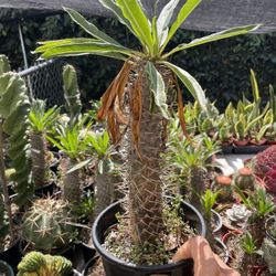 Palma de Madagascar 🌵🪴🔥🔥