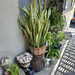 Beautiful Snake Plant 