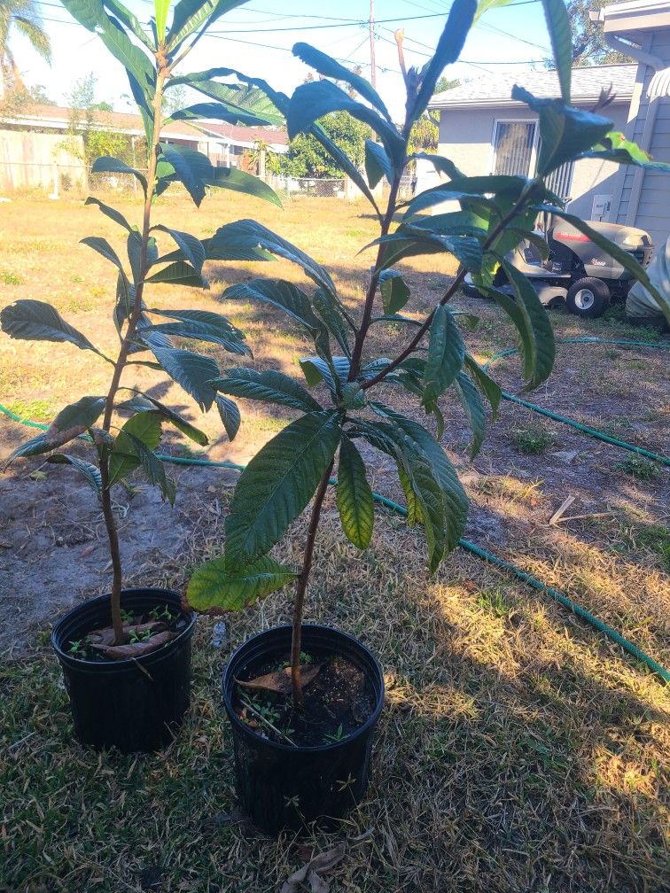Loquet Tree