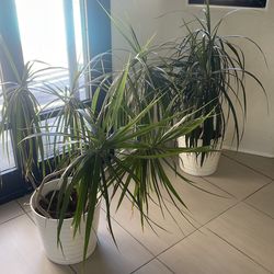 2 indoor potted plants