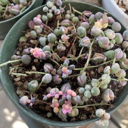 String Of Pearls Varigated  Mother’s Day Special 