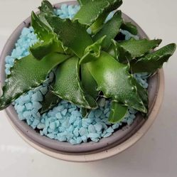 Decorative Cactus Plant With Ceramic Pot 