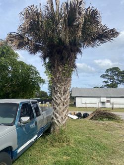 Free Palm Tree