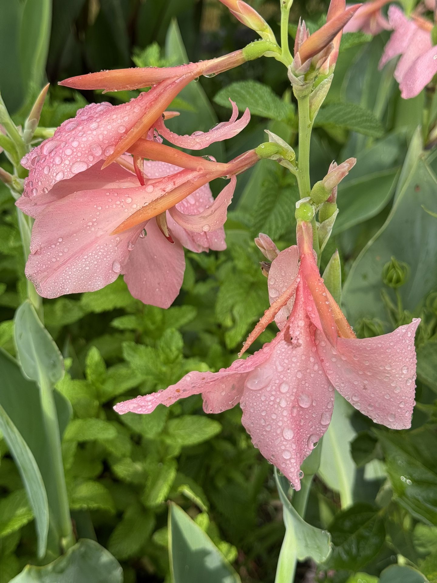 Cana Lily Bulbs