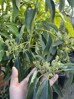 Avocado Trees