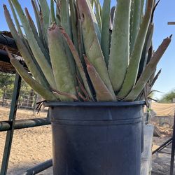 Aloe Vera Succulent Plants 5 Gallon