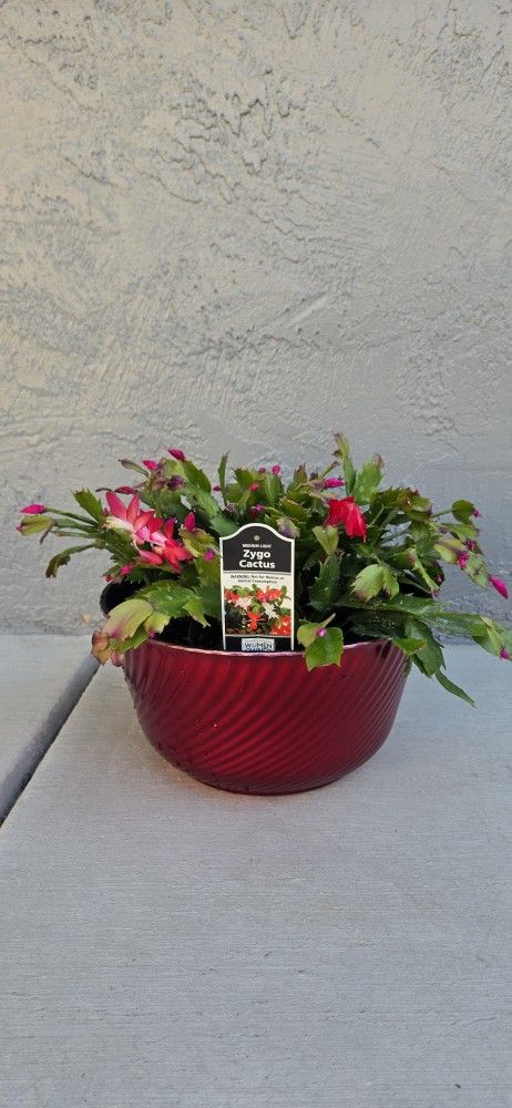 Christmas cactus plant