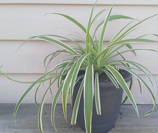 Spider Plant 🪴