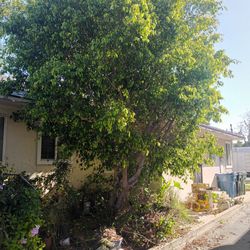Removals & Trimming