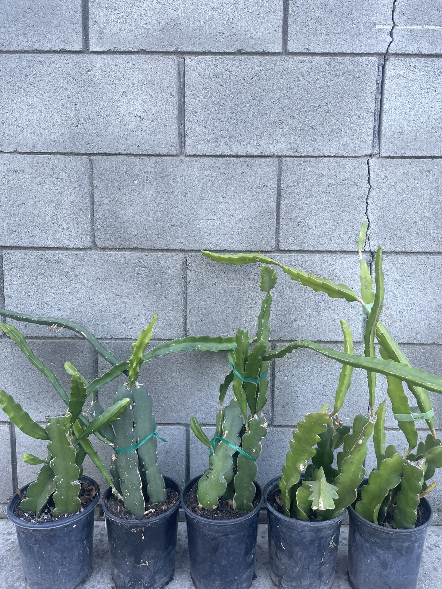 Rooted American Beauty Dragonfruit Plants
