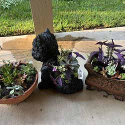 Many Beautiful Succulent Planters