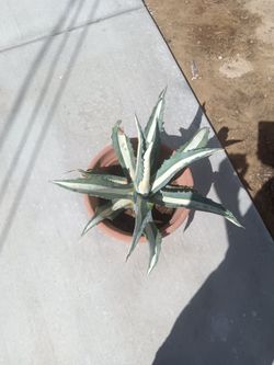 Plants/suculentas