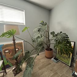 Large Monstera with terracotta pot