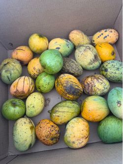 Mangoes1 $