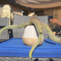 ‘Monkeytail’ Cactus