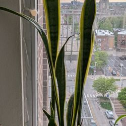 2 Snake plants with pots