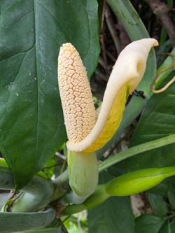 Syngonium robust type
