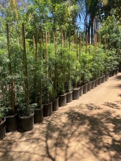 5 Gallon Size- Hibiscus- Rose Bushes- Pine Trees- Pepper Trees- Bird of Paradise- Boxwood- Oleander- Jasmine- Ficus- Honeysuckle- Privet- Hydrangea- J