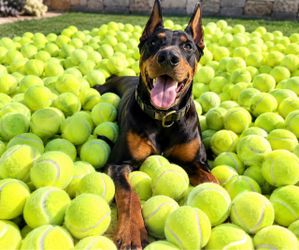 Doggy tennis balls