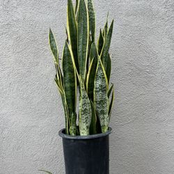 Snake Plants