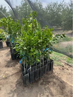 Washington Navel orange Trees / Árboles de Naranjas Navel $40.00 each