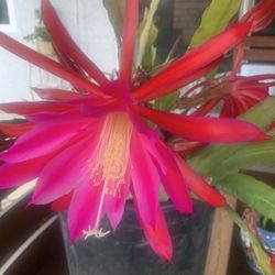 Epiphyllum Cactus Orchid Flower Plant in 7”pot