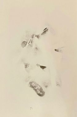 Vestige