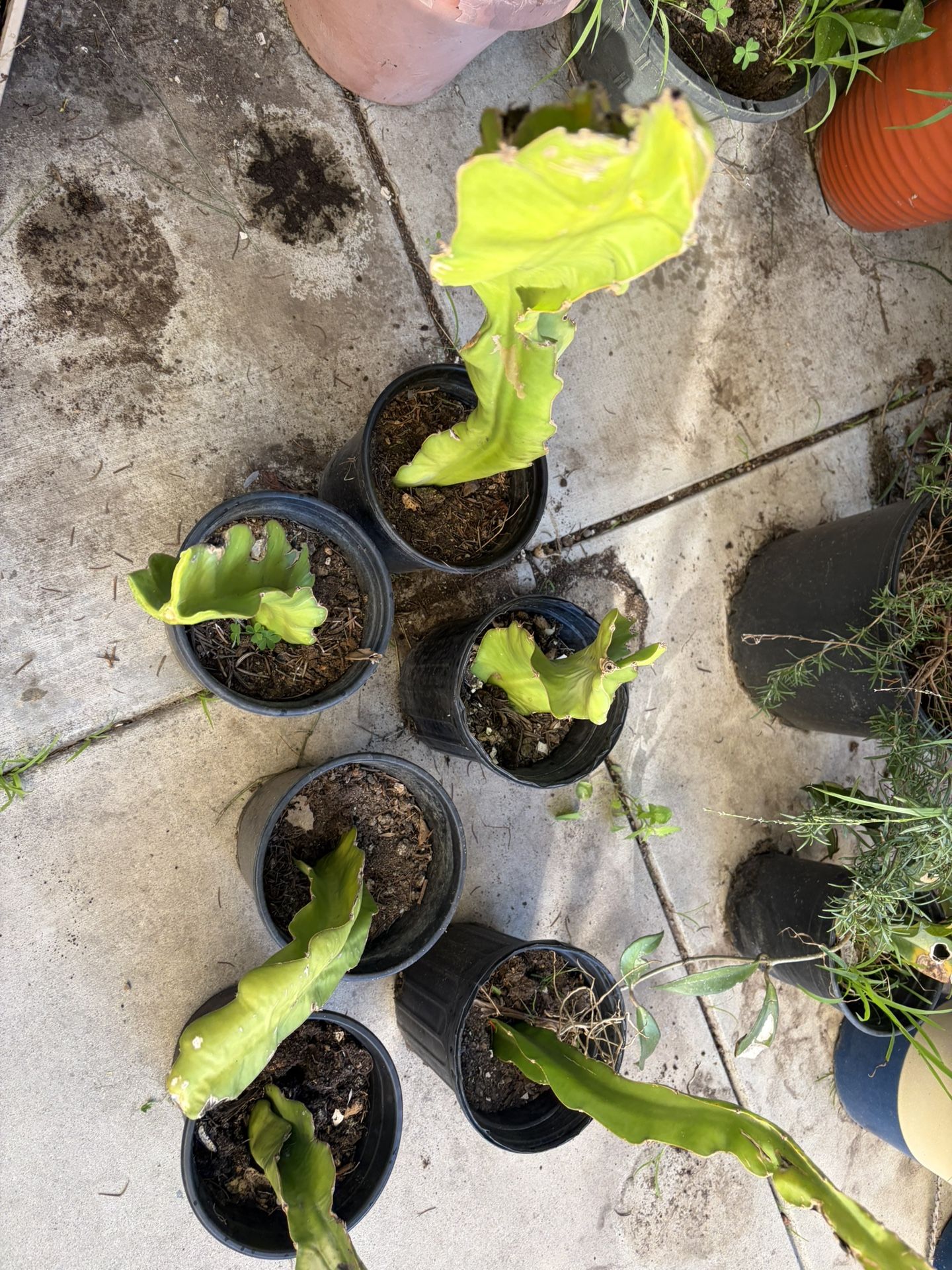 dragon fruit plants in black pots.