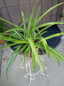 planta de araña
