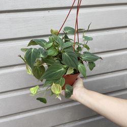 6” Micans Philodendron
