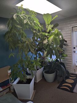 Assortment of potted house plants