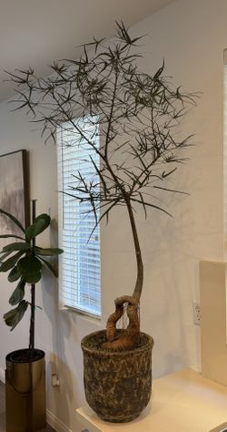 Bottle Tree