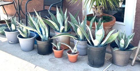Agave Plants - $10 to $30