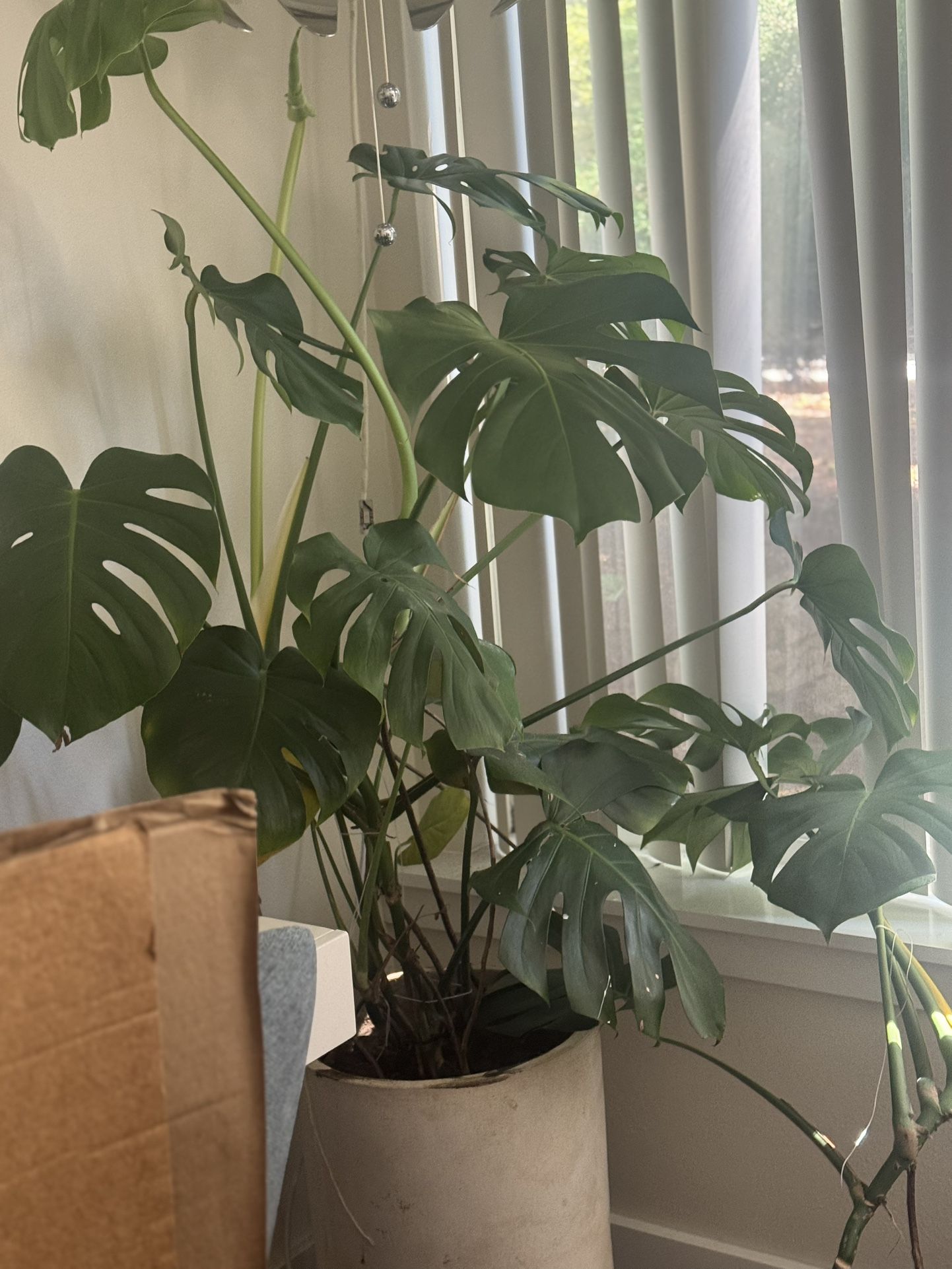 6’ Tall Monstera With Pot