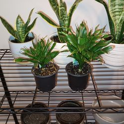 Indoor Plants and pots