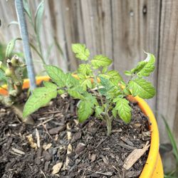 Cherrry Tomato Plant 