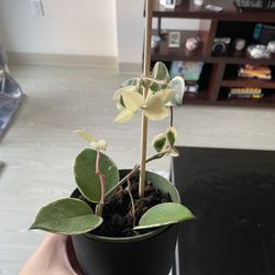 Hoya Krimson Queen