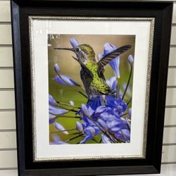 Paul Milley Hummingbird & Purple Flowers Framed Photograph