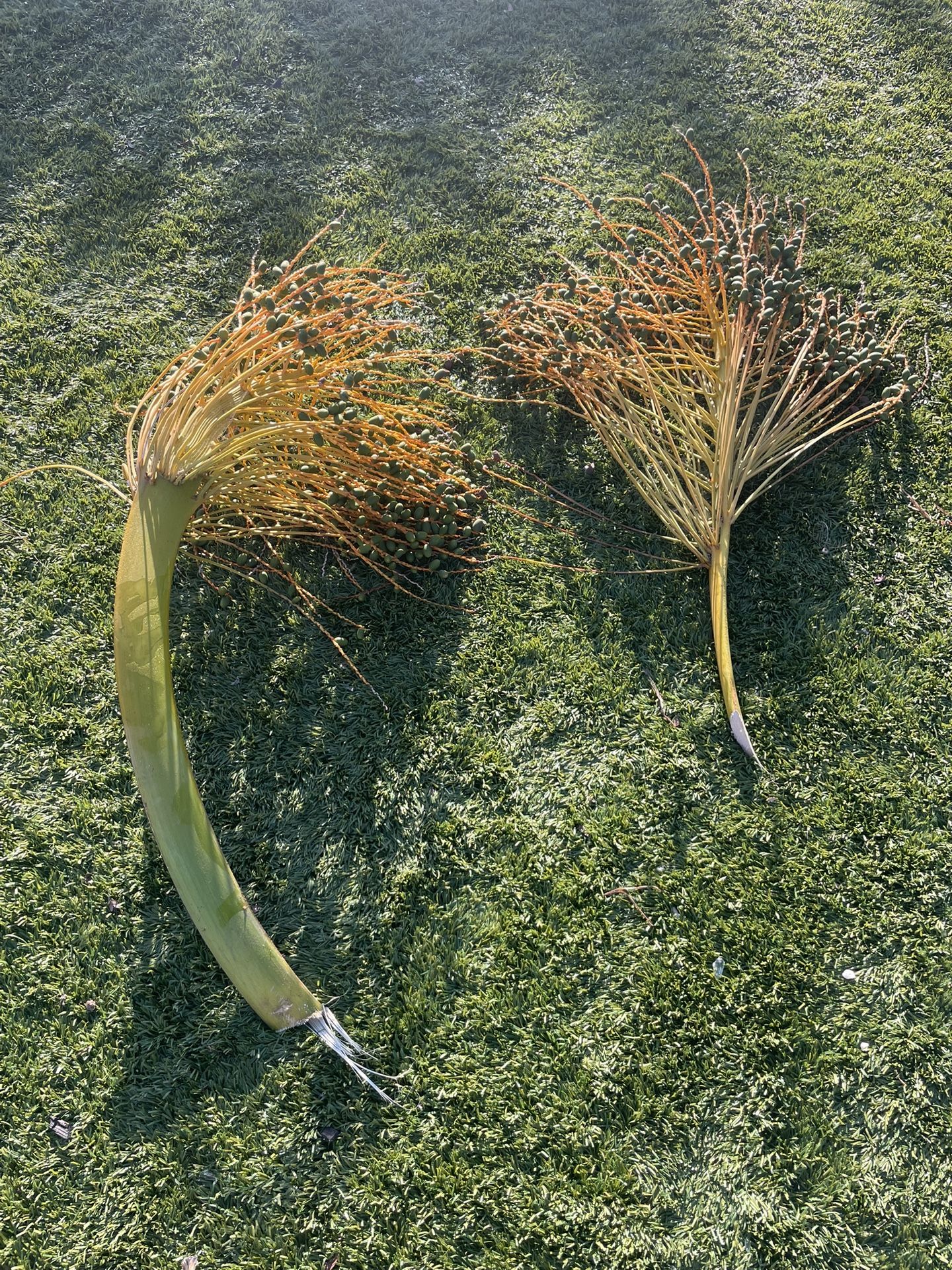 Canary Island Palm Fruit/Seeds