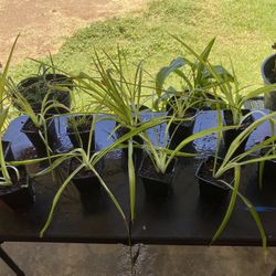 Spider Plants