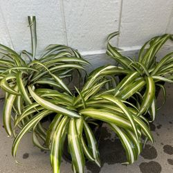 Spider Plant In 1gl